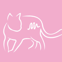 Arion Cat Kitten sucha karma dla kociąt 7,5kg